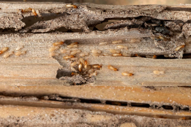 Best Best Pest Control Companies  in Great Falls, MT